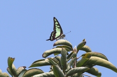 Graphium cloanthus