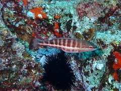 Serranus cabrilla
