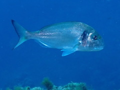 Sparus auratus