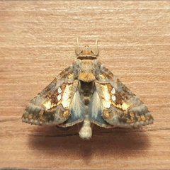 Chrysodeixis chalcites