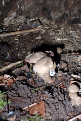 Melanophyllum haematospermum