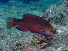 Symphodus mediterraneus