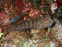 Parablennius pilicornis