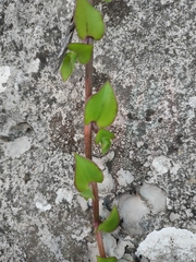 Callisia repens