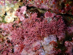 Amphiroa cryptarthrodia