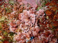 Corallina officinalis