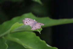 Junonia atlites atlites