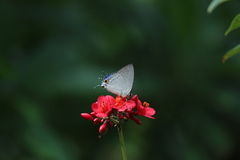 Tajuria cippus maxentius