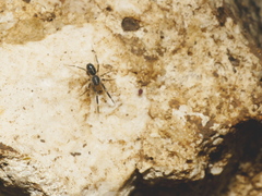 Liophrurillus flavitarsis