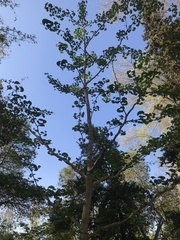 Ginkgo biloba