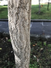 Ginkgo biloba