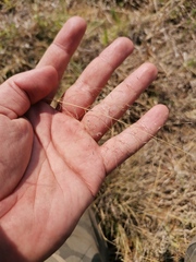 Eragrostis lehmanniana