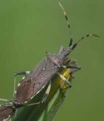 Dicranocephalus albipes