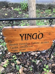 Ginkgo biloba