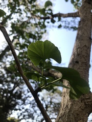 Ginkgo biloba