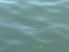 Tylosurus crocodilus