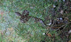 Morelia spilota