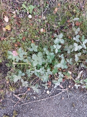 Trifolium pratense