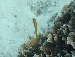 Pomacentrus moluccensis