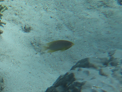 Pomacentrus moluccensis