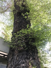 Ulmus minor
