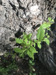 Ulmus minor