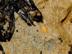 Bilobella