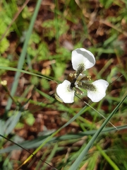 Moraea tricuspidata