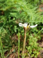 Moraea tricuspidata