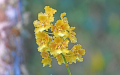 Otoglossum