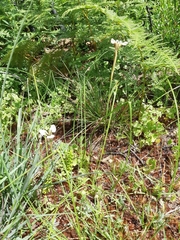 Moraea tricuspidata