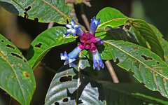 Palicourea thermydri