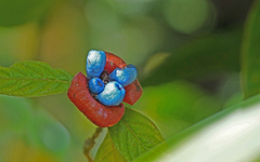 Palicourea tomentosa