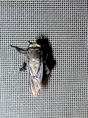 Mallophora leschenaulti