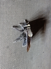 Mallophora leschenaulti