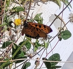 Acraea terpsicore