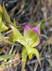 Disperis capensis brevicaudata