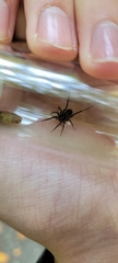 Textrix denticulata