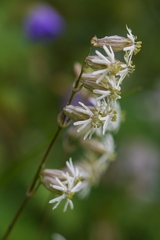 Silene nutans