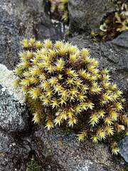 Racomitrium lanuginosum