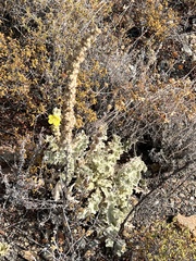Verbascum undulatum