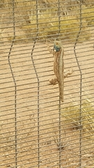 Agama aculeata aculeata