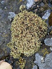 Racomitrium lanuginosum