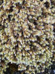 Racomitrium lanuginosum