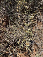 Maireana trichoptera