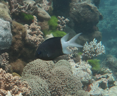 Acanthochromis polyacanthus