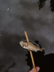 Gymnocephalus cernua