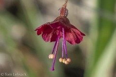 Boerhavia gracillima