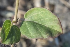 Boerhavia gracillima