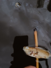 Gymnocephalus cernua